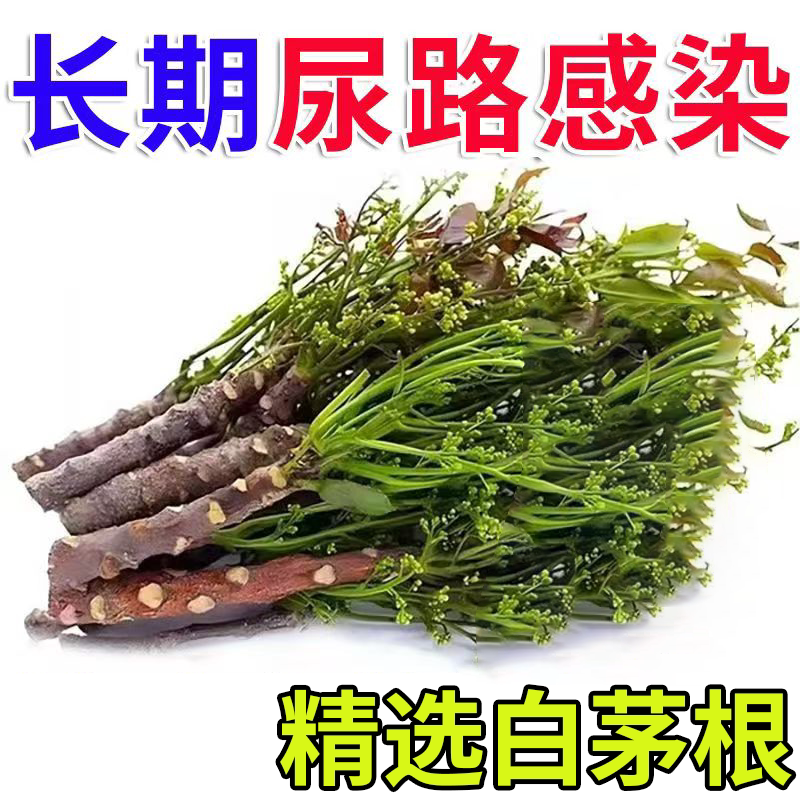 尿路感染中药茶白茅根尿频尿急尿不尽不出小便刺痛利尿消尿道炎WT