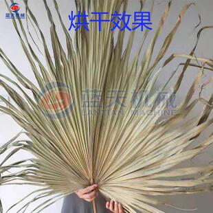 空CD气能烘芭蕉叶棕烘干机 香蕉叶干房 树智能控温榈叶铁叶烘干设