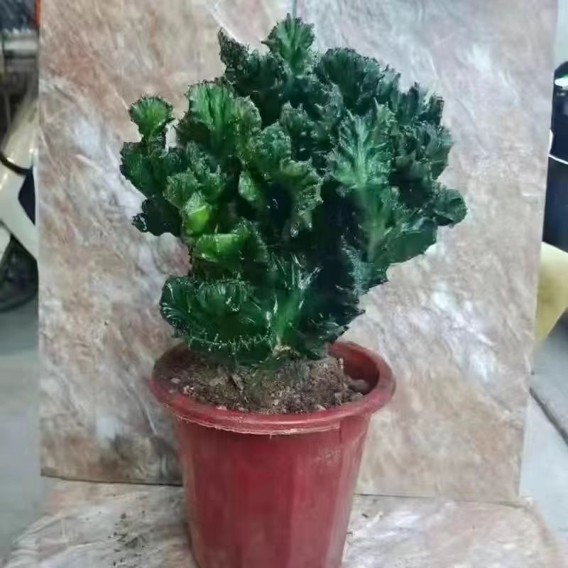 客厅简单吸甲醛多肉美观玉麒麟图片