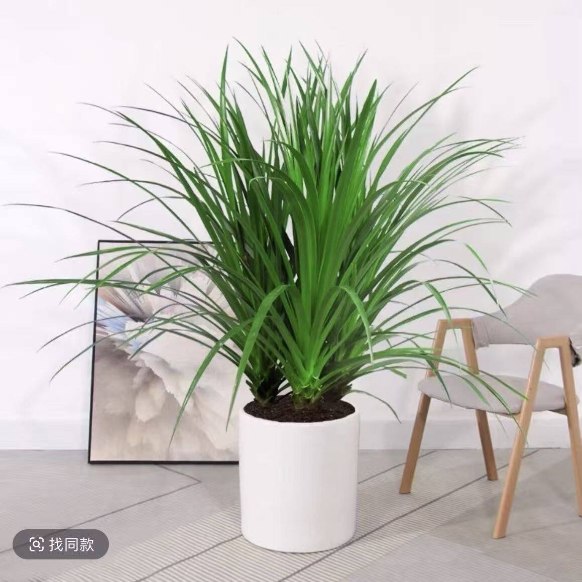 龙须铁龙血树多头花卉盆栽客厅办公室内大型绿植花卉净化空气盆景