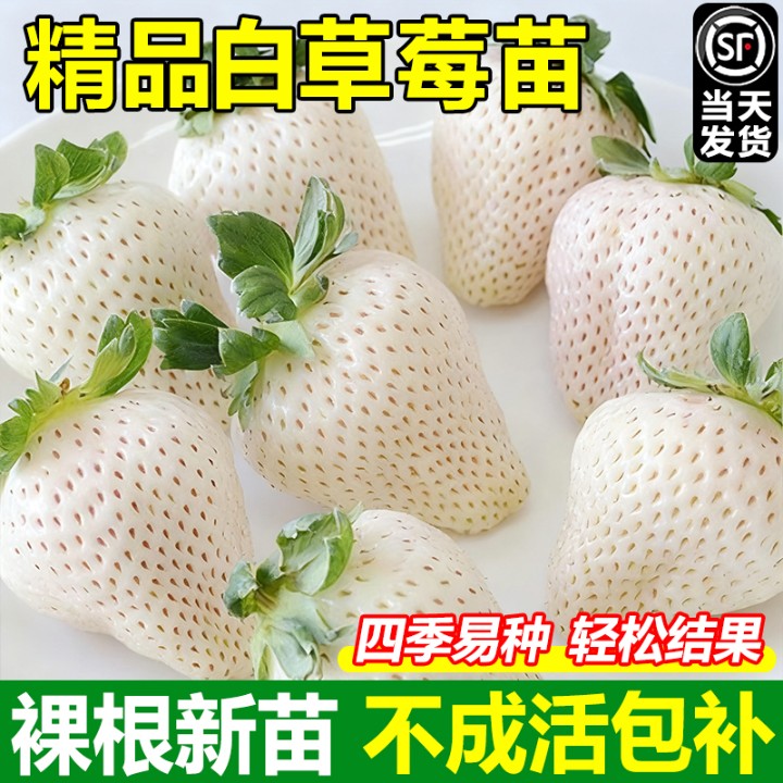 白雪公主草莓苗兔巨无霸特