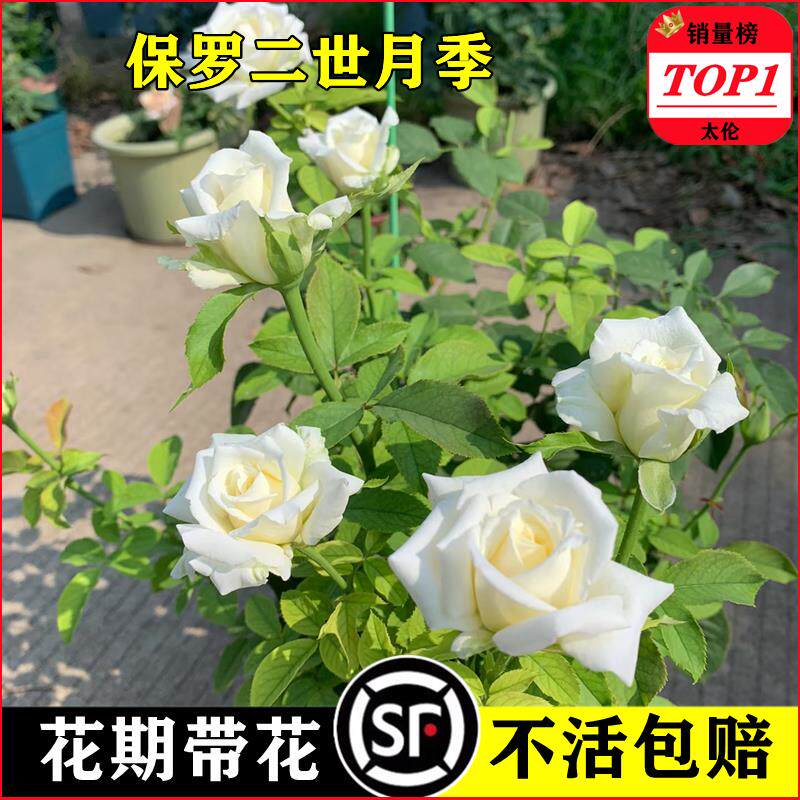 保罗二世月季花苗灌木爬滕