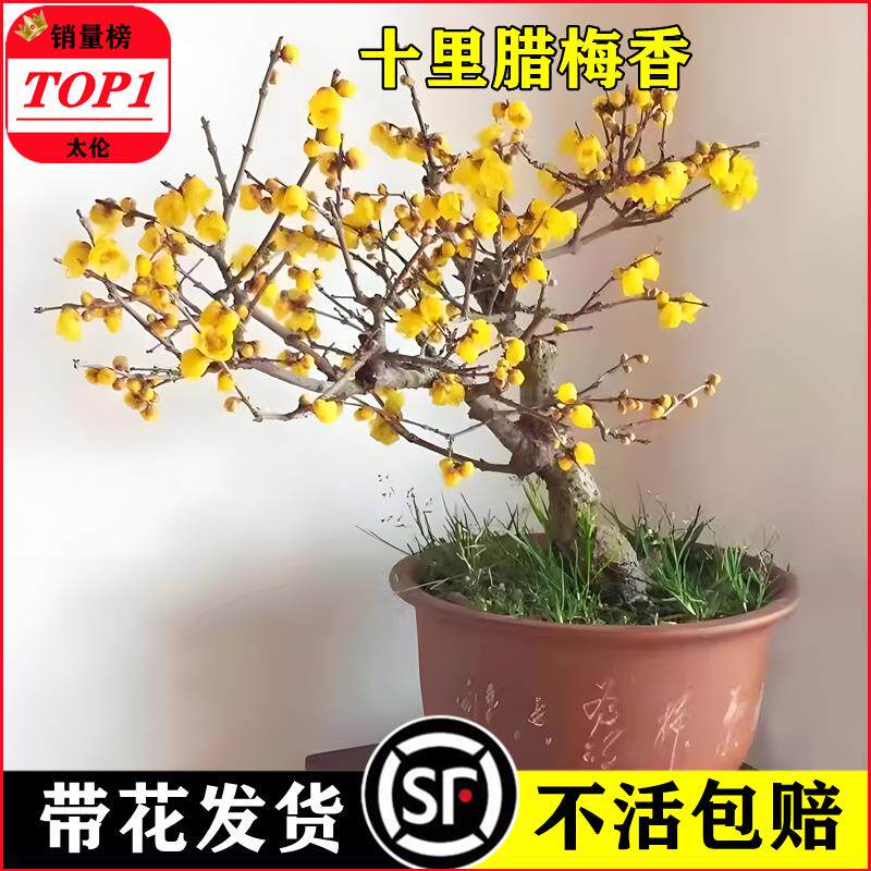 腊梅花树苗盆栽庭院老桩地