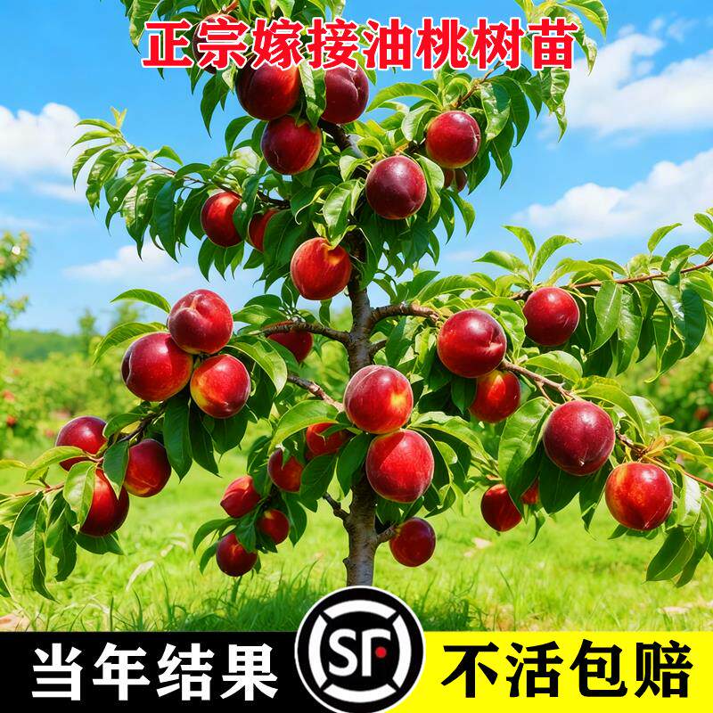 早熟油桃树苗四季可种嫁接
