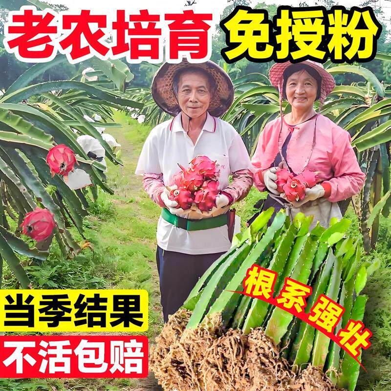 红心火龙果嫁接果苗盆栽南北方四季种植水果树苗阳台庭院当年结果