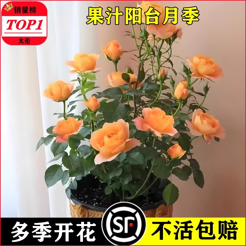 果汁阳台月季花苗盆栽带苞