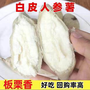 白皮白心板栗红薯苗人参薯苗粉面地瓜苗番薯山芋新鲜采摘苗