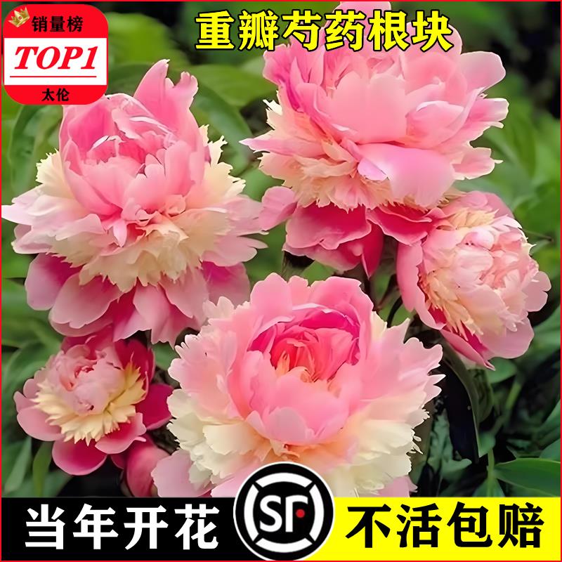 芍药花苗重瓣带芽大根块四图片