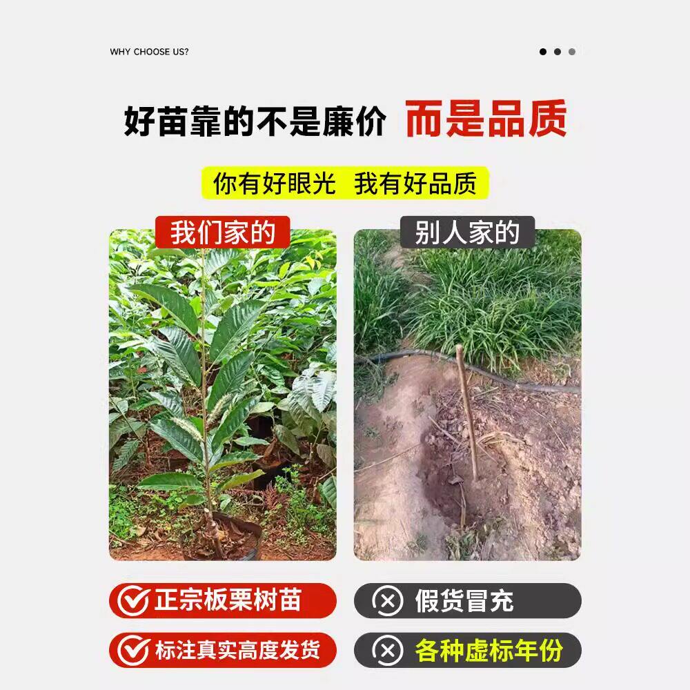 板栗苗树特大果嫁接南北方