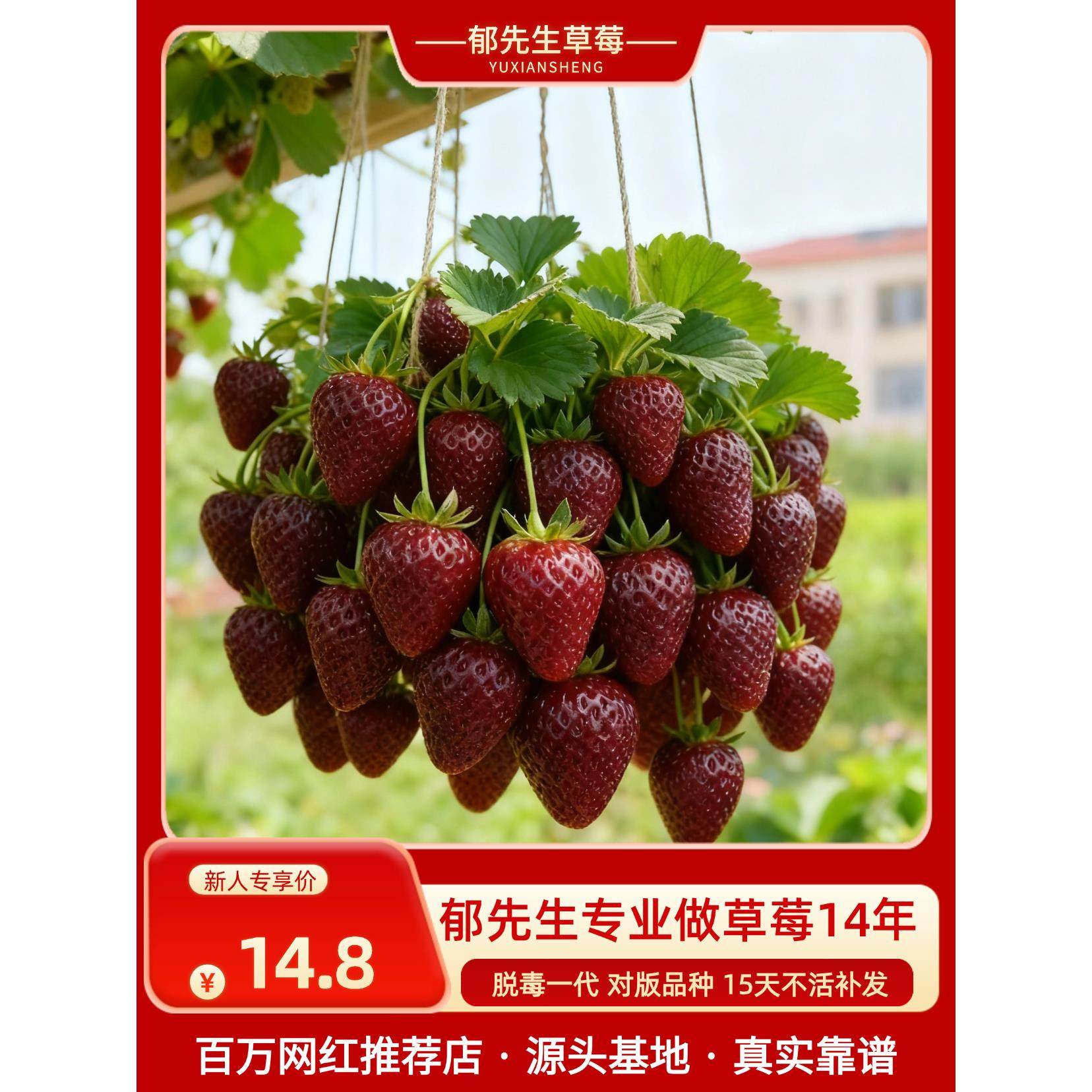 郁先生草莓苗盆栽玄玉奶油隋珠黑珍珠阳台四季结果特大号优质苗秧,鲜花速递/花卉仿真/绿植园艺,种苗/半成品盆栽,淘宝优惠券,粉丝福利购,淘宝优惠卷