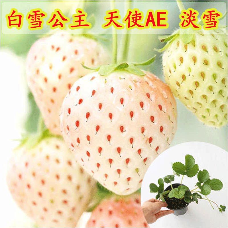 草莓苗四季盆栽食用白雪公