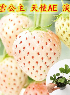 草莓苗四季盆栽食用白雪公