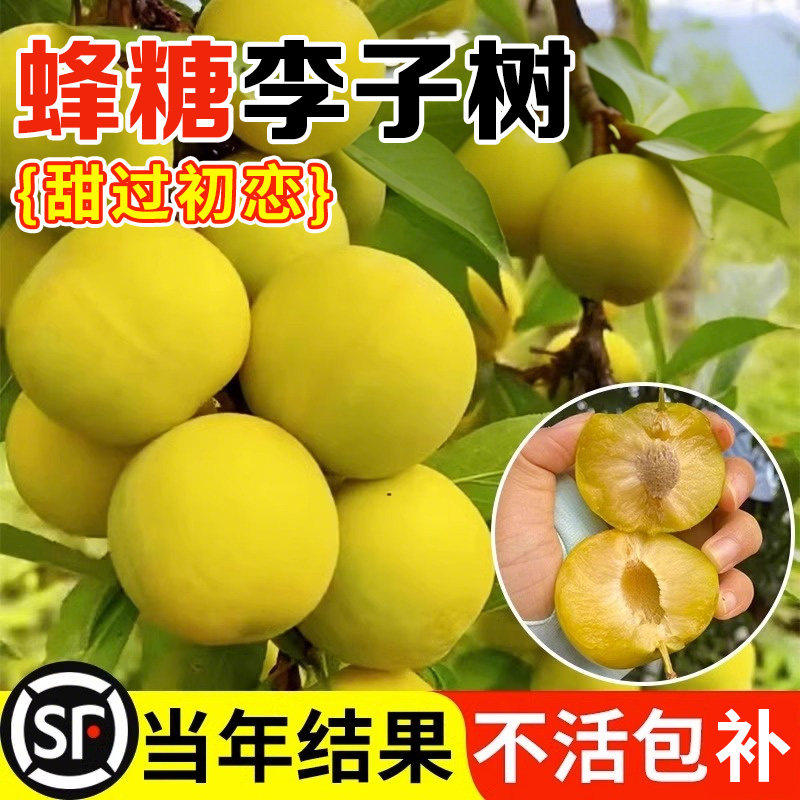 李子树苗新品种正宗蜂糖三