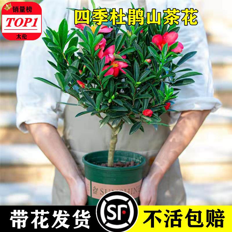 四季杜鹃山茶花盆栽带苞室