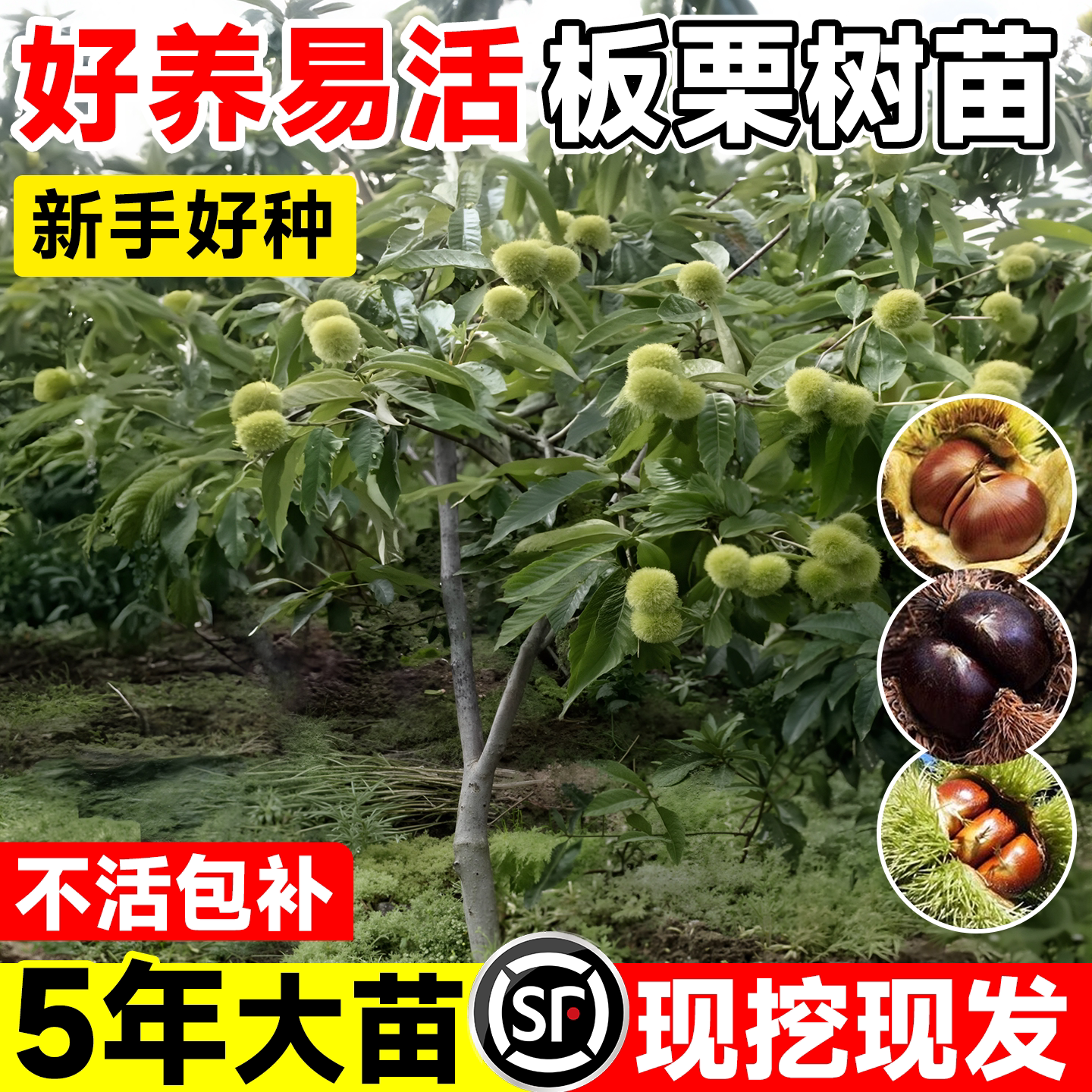 板栗苗树嫁接迁西早熟庭院