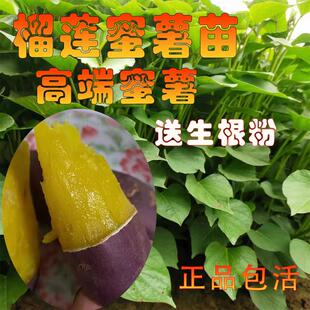 榴莲蜜薯苗黄心山芋脱毒番薯苗丝滑红薯苗西露库地瓜苗农科院秧苗