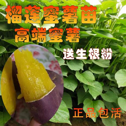 榴莲蜜薯苗黄心山芋脱毒番
