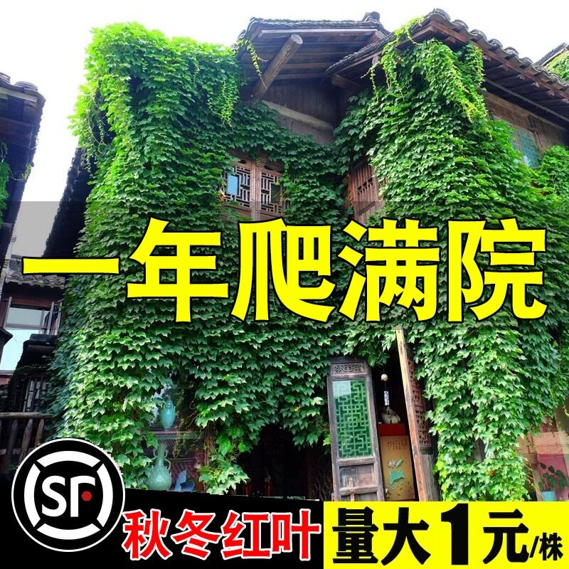 爬山虎藤植物四季三叶五树