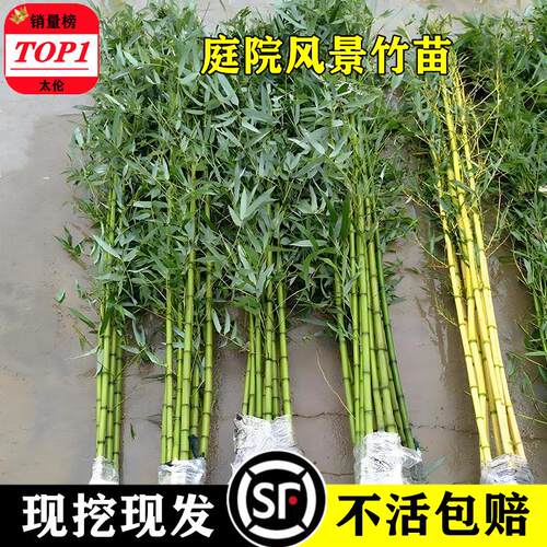 竹子苗庭院植物四季常青紫