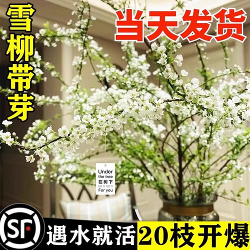 雪柳鲜枝带花苞干支水养插