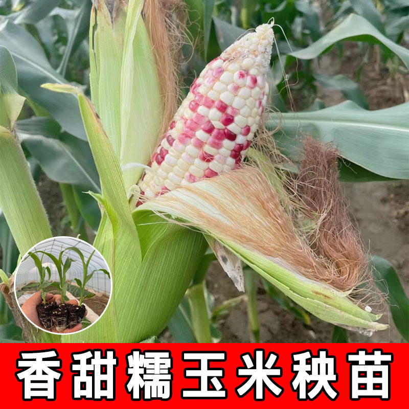水果玉米苗秧新鲜糯玉米苗阳台盆栽玉米秧苗春秋超甜高产早熟幼苗