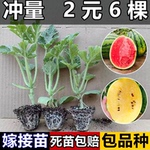 嫁接西瓜苗8424麒麟瓜苗秧春季早熟盆栽地栽大棚甜西瓜苗蔬菜苗秧