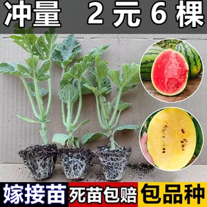 嫁接西瓜苗8424麒麟瓜苗秧春季早熟盆栽地栽大棚甜西瓜苗蔬菜苗秧