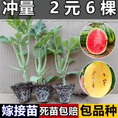 嫁接西瓜苗8424麒麟瓜苗秧春季早熟盆栽地栽大棚甜西瓜苗蔬菜苗秧