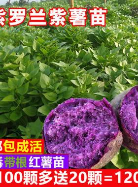 紫薯秧苗红种地瓜叶罗兰番