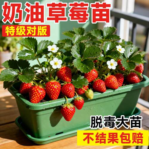 奶油草莓苗秧盆栽特大号四