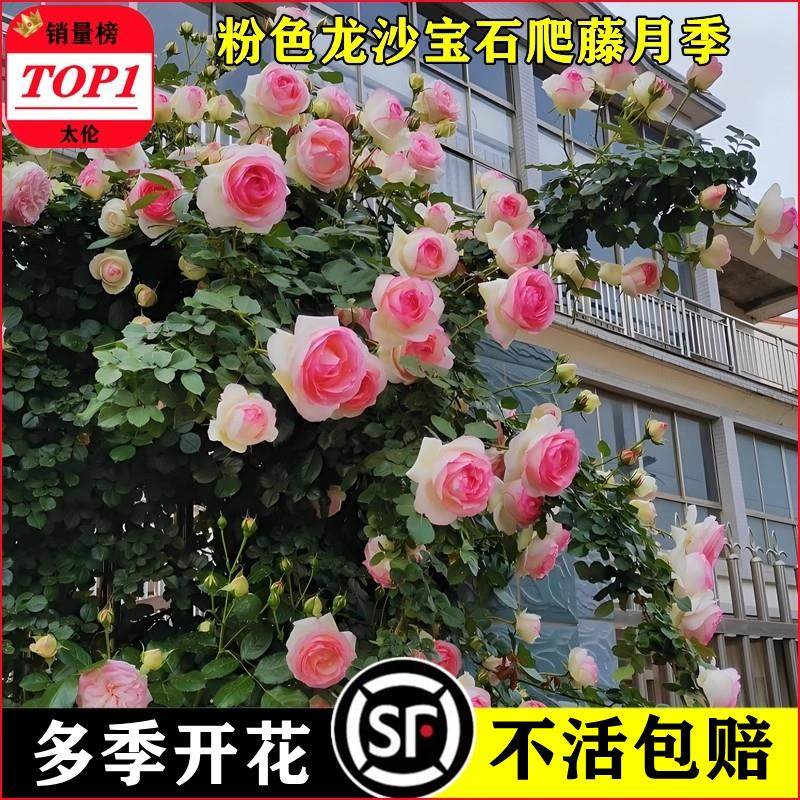粉色龙沙宝石蔷薇爬藤本月