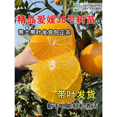 精品爱媛38号果树苗冻橙盆