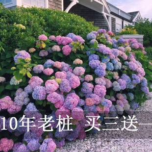 耐寒老桩大花绣球花花苗绣球盆栽苗无尽夏八仙花室内阳台庭院植物