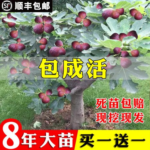 无花果树苗波姬红特大带矮化