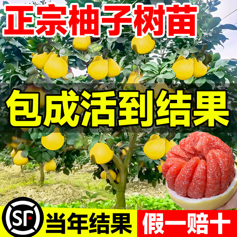 柚子树苗嫁接果文旦马家红