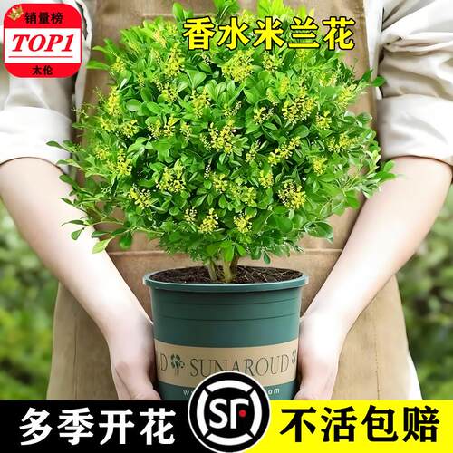 香水米兰四季多花驱蚊易活