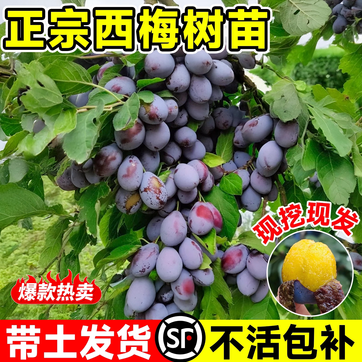 西梅树苗蓝蜜李子南方北室