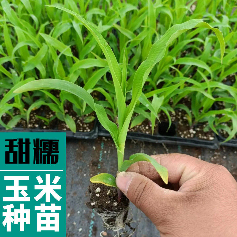 新鲜香糯白玉米苗水果黑彩玉米超甜早熟春蔬菜苗种子盆栽向日葵苗