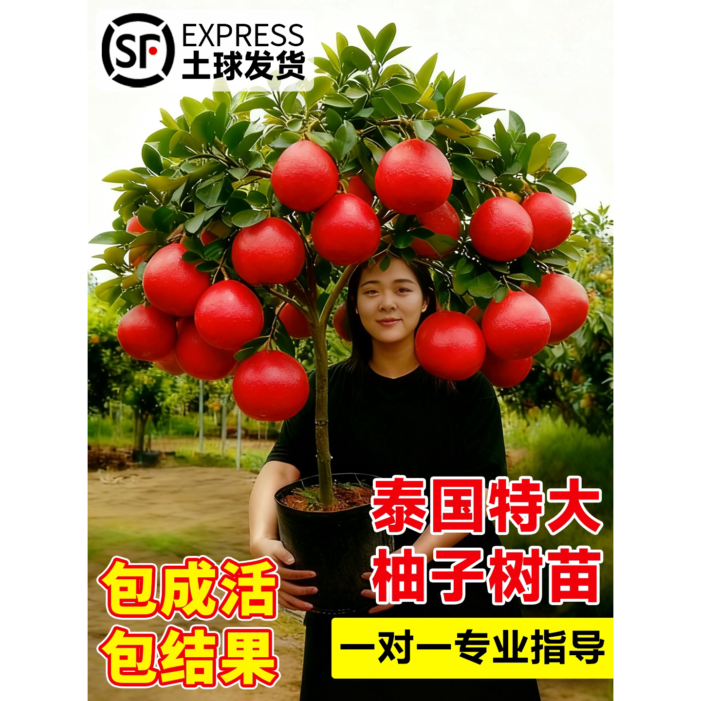 特大泰国柚子树果苗暹罗红
