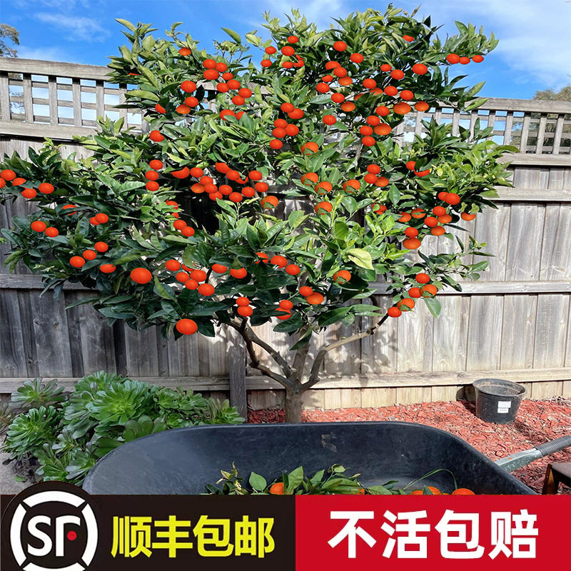 沙糖桔子树苗无籽砂橘嫁接红
