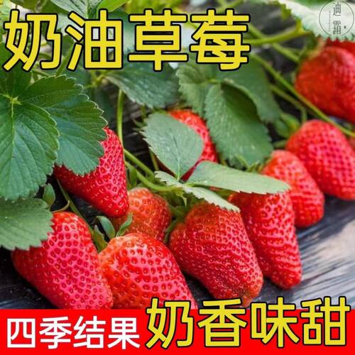草莓秧苗盆栽地四季南北方