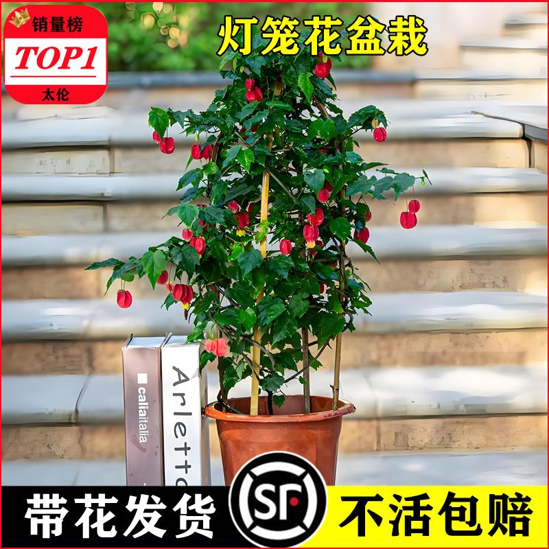 灯笼花盆栽阳台四季多倒挂