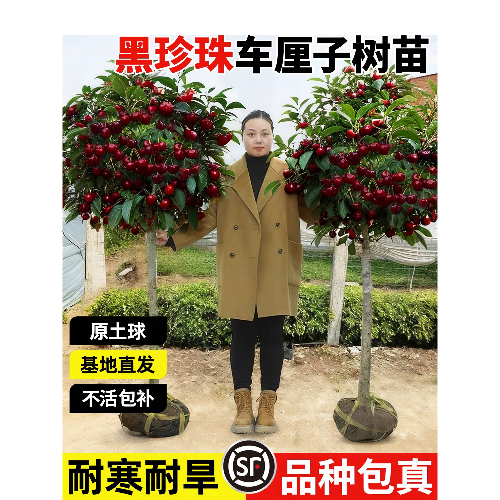 车厘子树苗耐寒樱桃苖正宗