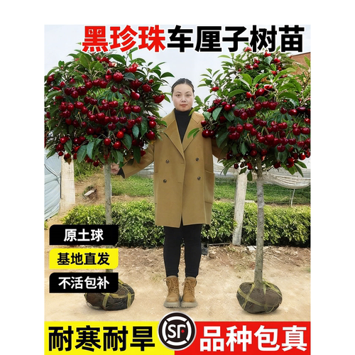 车厘子树苗耐寒樱桃苖正宗