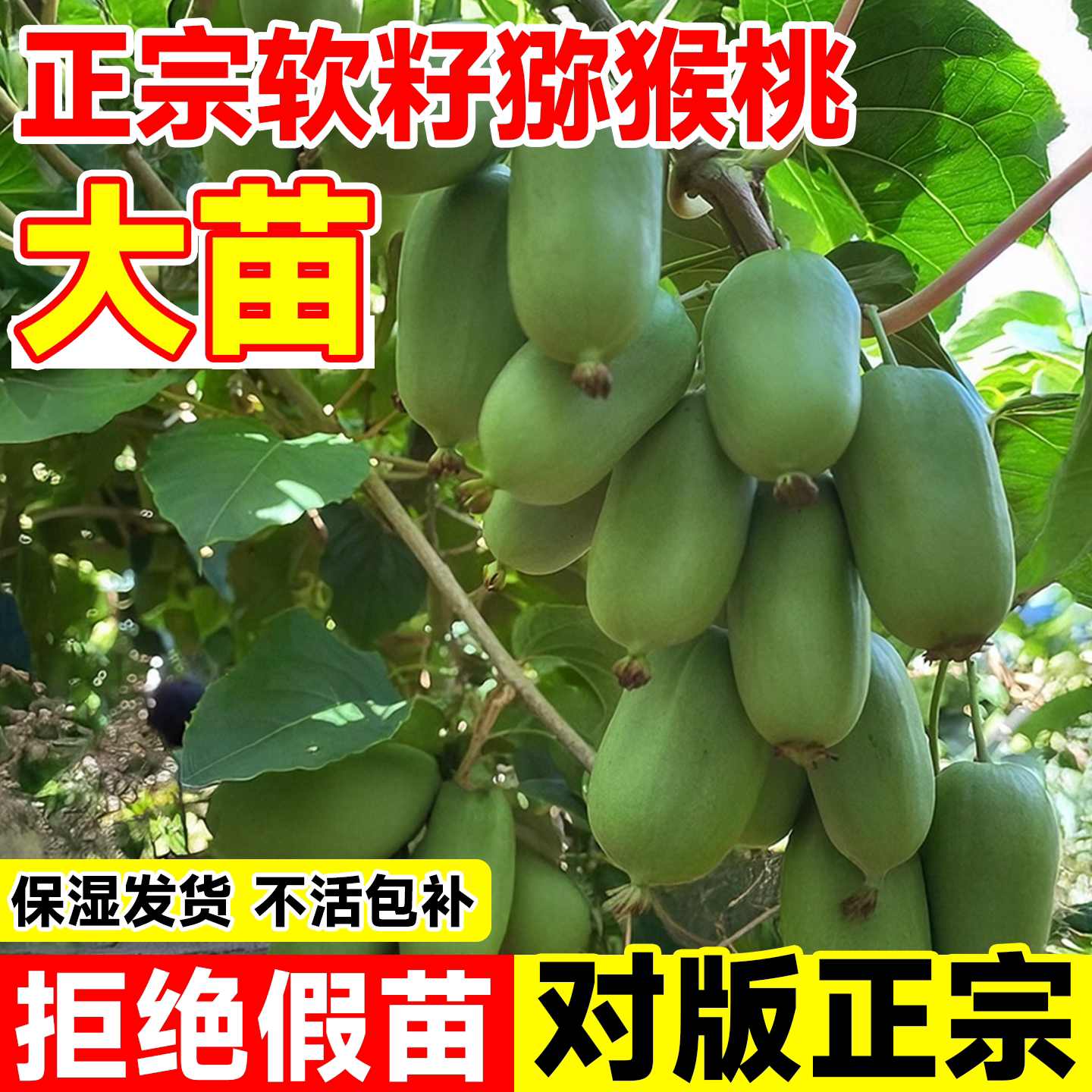 猕猴桃树果苗软枣红心徐香图片