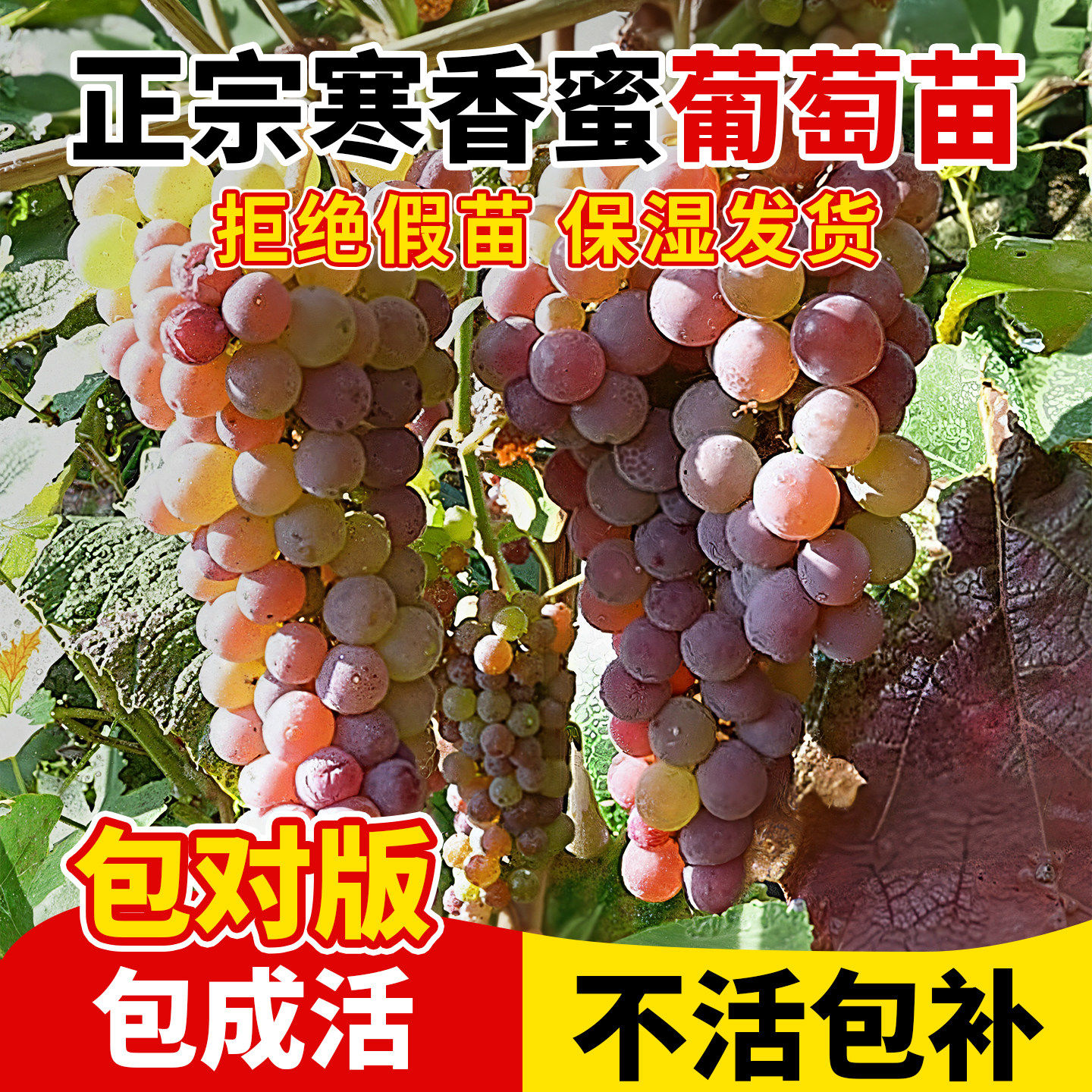 葡萄树苗盆栽阳光玫瑰巨峰