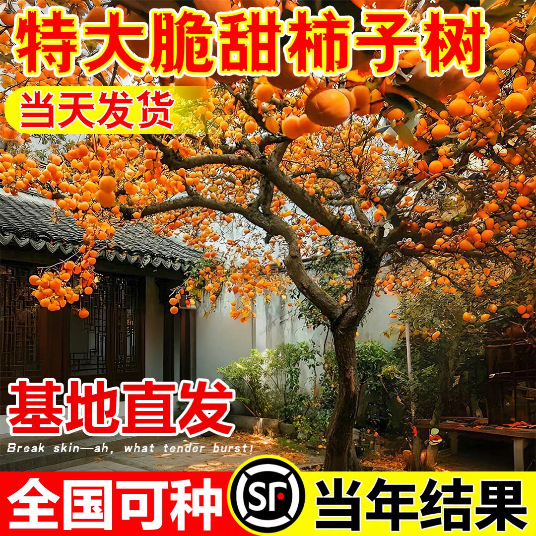 柿子树果苗脆甜南北方种植