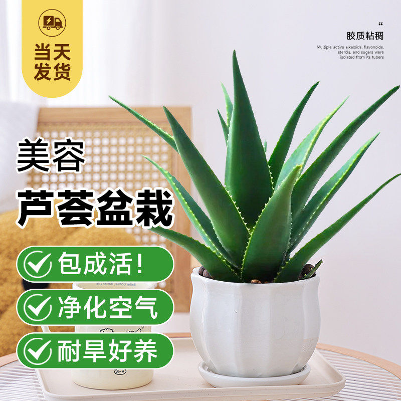库拉索芦荟盆栽美容护肤绿