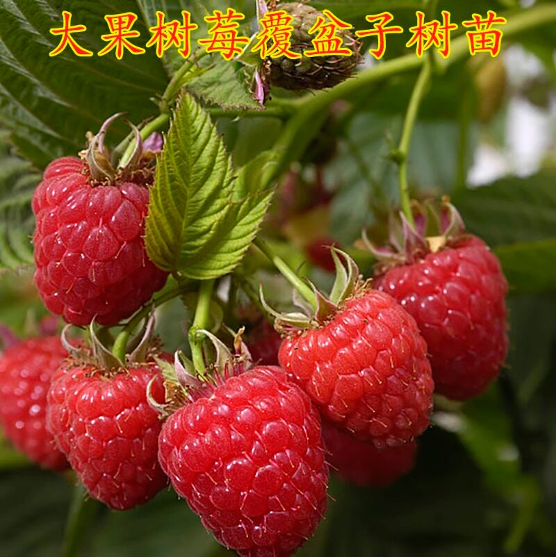 树莓苗双季覆盆子果栽地南北