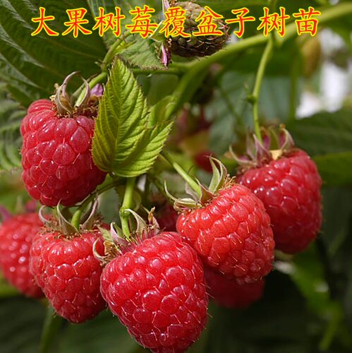 树莓苗双季覆盆子果栽地南北